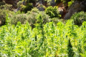 organic hemp palnts